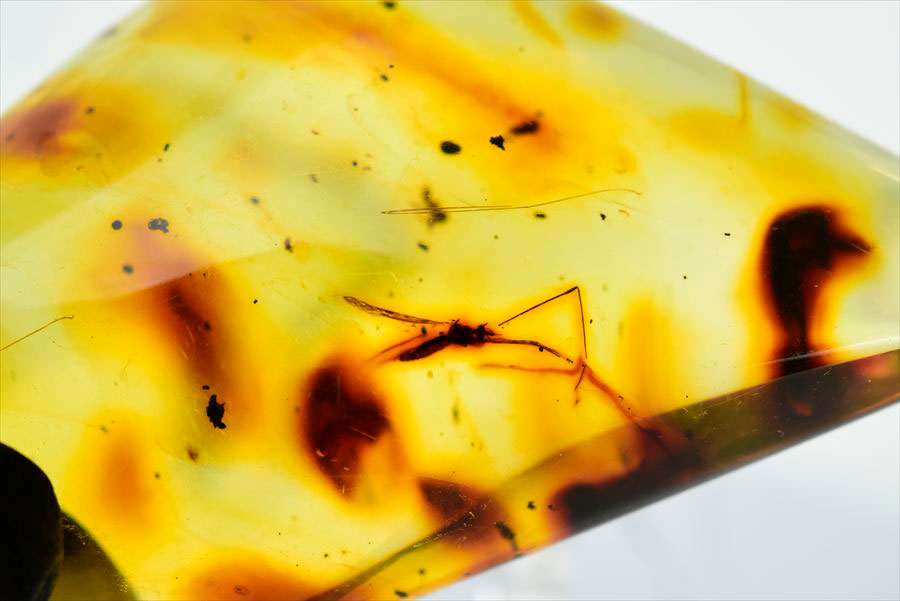 コロンビア産 虫入り 琥珀 アンバー コパル Copal Amber Insects Colombia ヤングアンバー タンブル