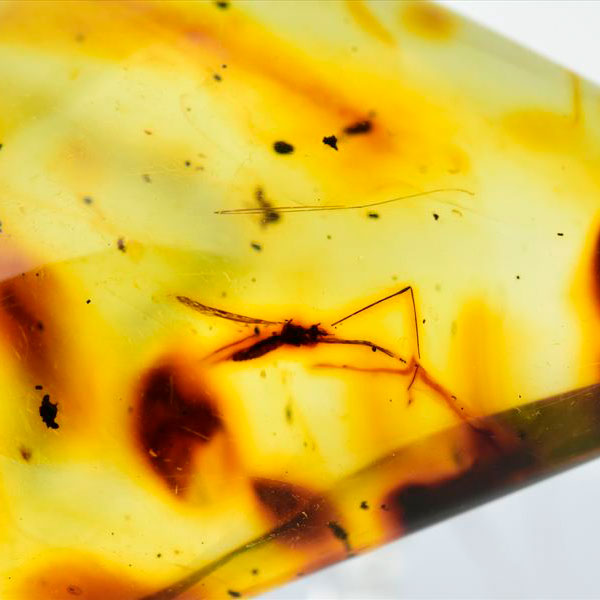 コロンビア産 虫入り 琥珀 アンバー コパル Copal Amber Insects Colombia ヤングアンバー タンブル
