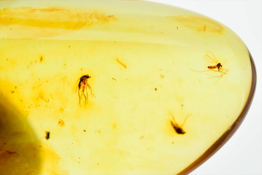 コロンビア産 虫入り 琥珀 アンバー コパル Copal Amber Insects Colombia ヤングアンバー タンブル