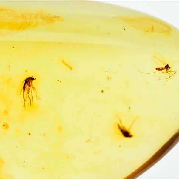 コロンビア産 虫入り 琥珀 アンバー コパル Copal Amber Insects Colombia ヤングアンバー タンブル