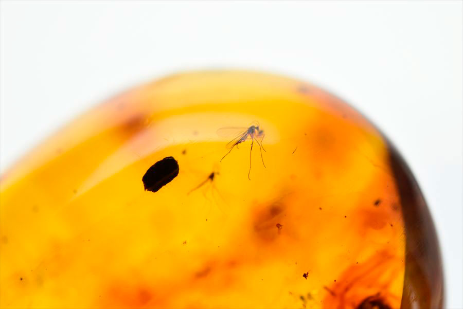 コロンビア産 虫入り 琥珀 アンバー コパル Copal Amber Insects Colombia ヤングアンバー タンブル