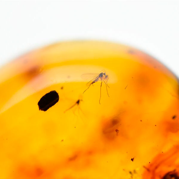 コロンビア産 虫入り 琥珀 アンバー コパル Copal Amber Insects Colombia ヤングアンバー タンブル