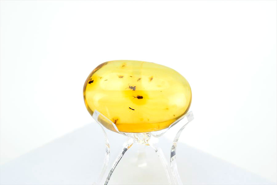 コロンビア産 虫入り 琥珀 アンバー コパル Copal Amber Insects Colombia ヤングアンバー タンブル