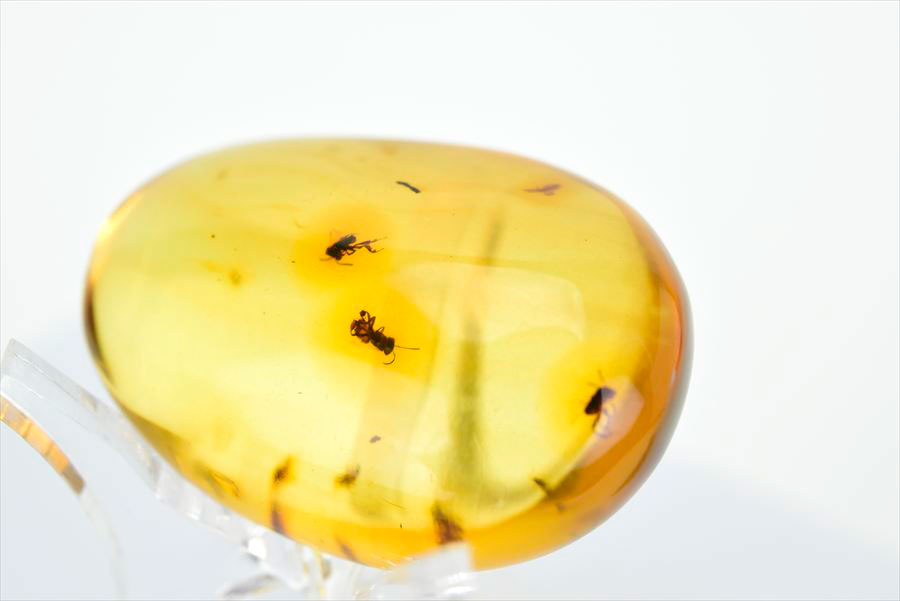 コロンビア産 虫入り 琥珀 アンバー コパル Copal Amber Insects Colombia ヤングアンバー タンブル