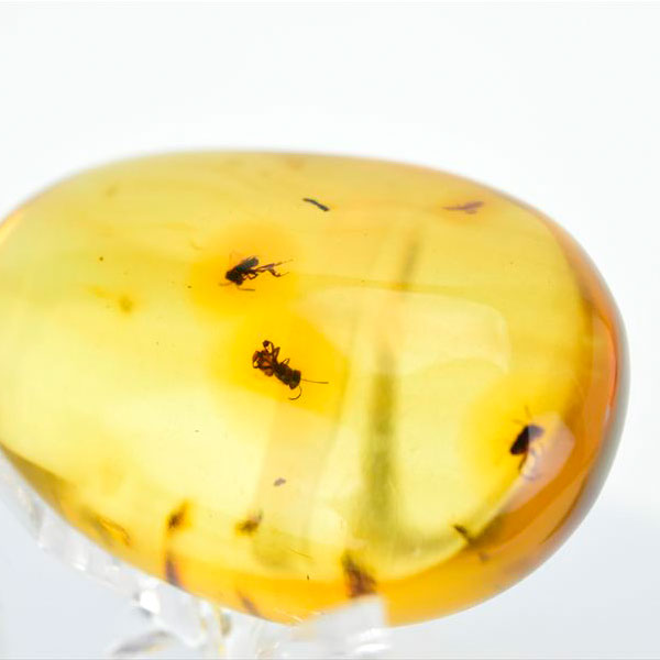 コロンビア産 虫入り 琥珀 アンバー コパル Copal Amber Insects Colombia ヤングアンバー タンブル