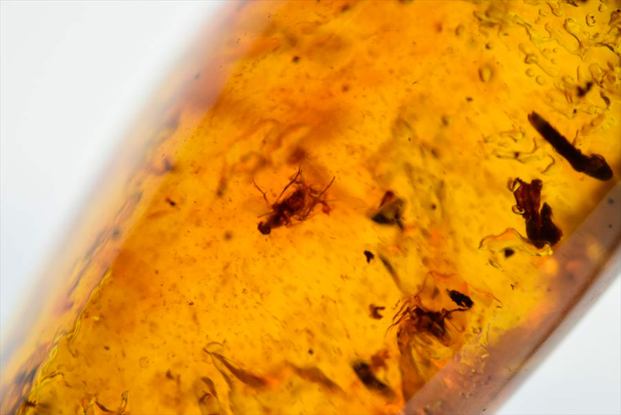 コロンビア産 虫入り 琥珀 アンバー コパル Copal Amber Insects Colombia ヤングアンバー タンブル