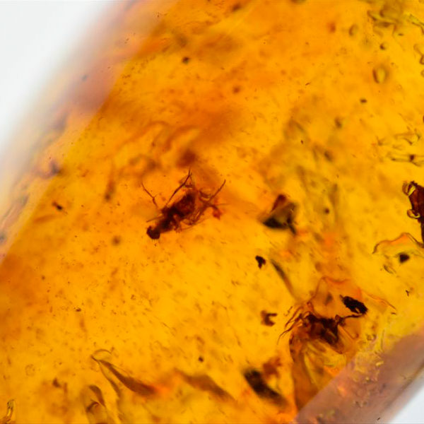 コロンビア産 虫入り 琥珀 アンバー コパル Copal Amber Insects Colombia ヤングアンバー タンブル