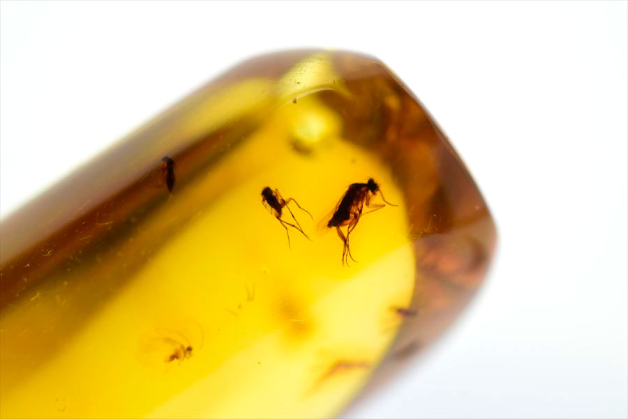 コロンビア産 虫入り 琥珀 アンバー コパル Copal Amber Insects Colombia ヤングアンバー タンブル