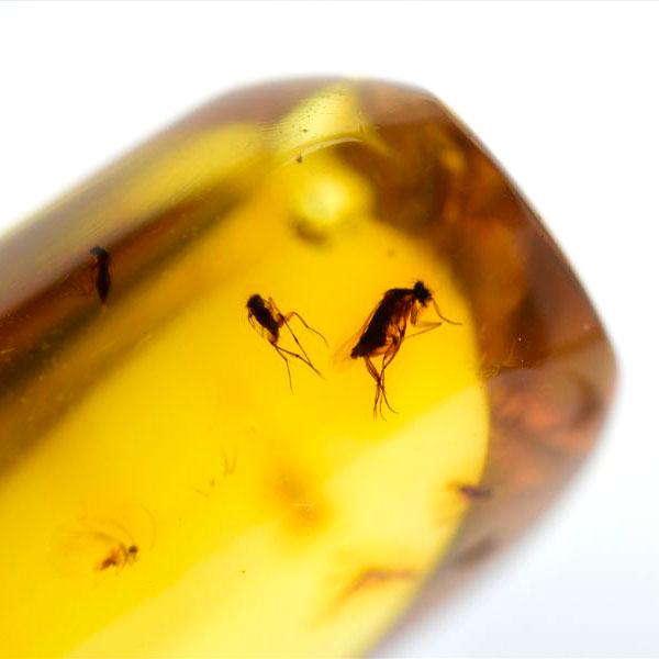 コロンビア産 虫入り 琥珀 アンバー コパル Copal Amber Insects Colombia ヤングアンバー タンブル