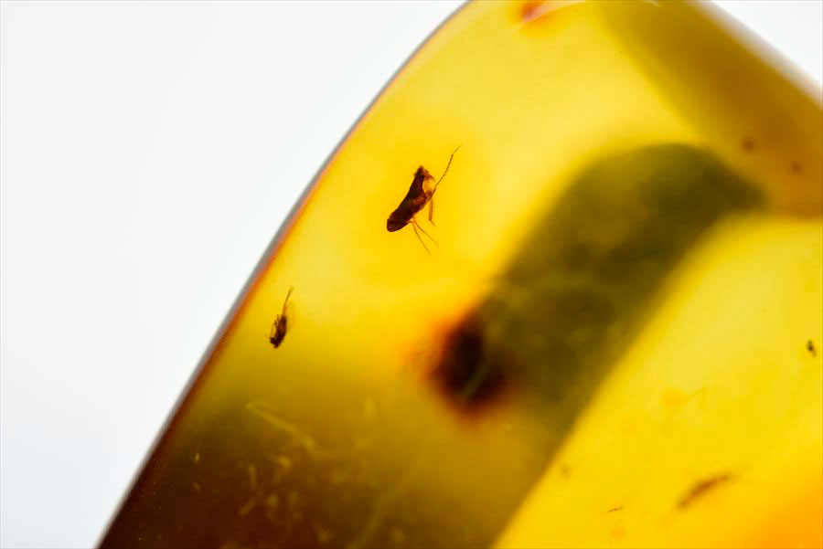 コロンビア産 虫入り 琥珀 アンバー コパル Copal Amber Insects Colombia ヤングアンバー タンブル