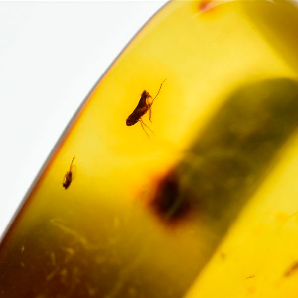 コロンビア産 虫入り 琥珀 アンバー コパル Copal Amber Insects Colombia ヤングアンバー タンブル