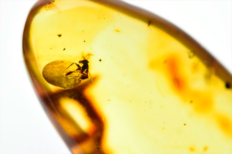 コロンビア産 虫入り 琥珀 アンバー コパル Copal Amber Insects Colombia ヤングアンバー タンブル