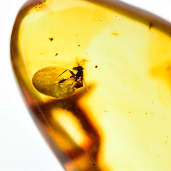コロンビア産 虫入り 琥珀 アンバー コパル Copal Amber Insects Colombia ヤングアンバー タンブル