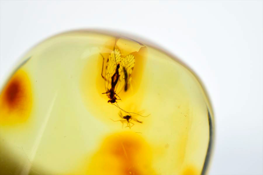 コロンビア産 虫入り 琥珀 アンバー コパル Copal Amber Insects Colombia ヤングアンバー タンブル
