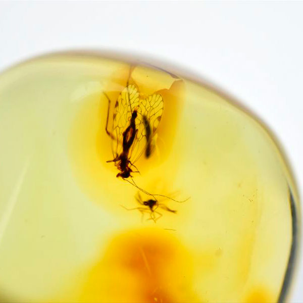 コロンビア産 虫入り 琥珀 アンバー コパル Copal Amber Insects Colombia ヤングアンバー タンブル