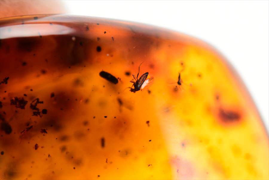 コロンビア産 虫入り 琥珀 アンバー コパル Copal Amber Insects Colombia ヤングアンバー タンブル
