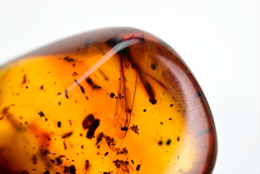 コロンビア産 虫入り 琥珀 アンバー コパル Copal Amber Insects Colombia ヤングアンバー タンブル