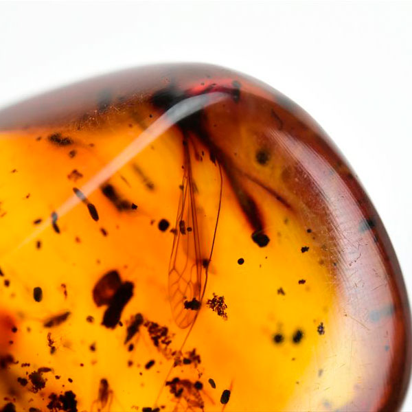 コロンビア産 虫入り 琥珀 アンバー コパル Copal Amber Insects Colombia ヤングアンバー タンブル