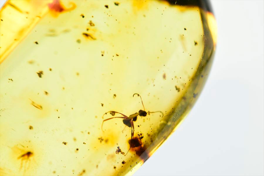 コロンビア産 虫入り 琥珀 アンバー コパル Copal Amber Insects Colombia ヤングアンバー タンブル