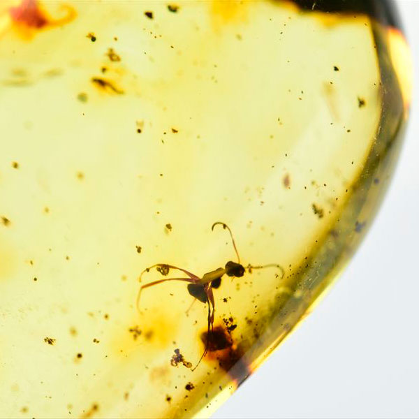 コロンビア産 虫入り 琥珀 アンバー コパル Copal Amber Insects Colombia ヤングアンバー タンブル