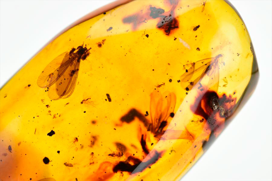 コロンビア産 虫入り 琥珀 アンバー コパル Copal Amber Insects Colombia ヤングアンバー タンブル