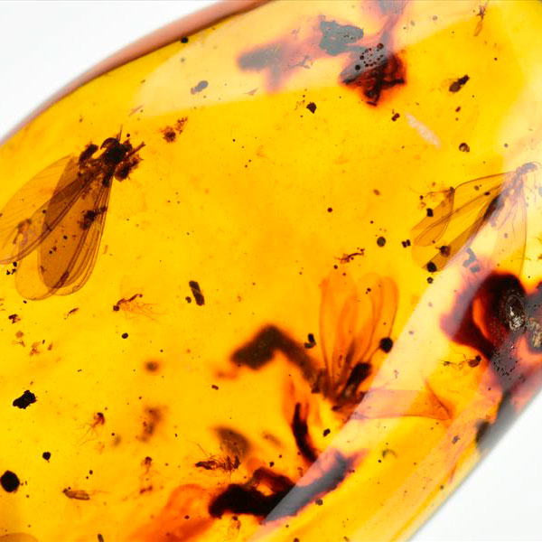 コロンビア産 虫入り 琥珀 アンバー コパル Copal Amber Insects Colombia ヤングアンバー タンブル