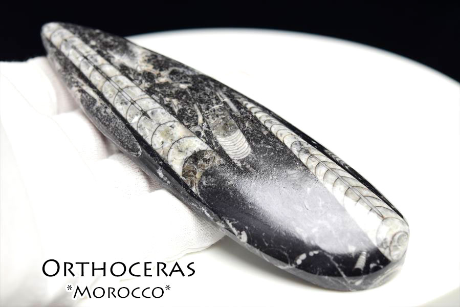 オルソセラス　化石　直角貝　オーソセラス　モロッコ　オウムガイ　Orthoceras