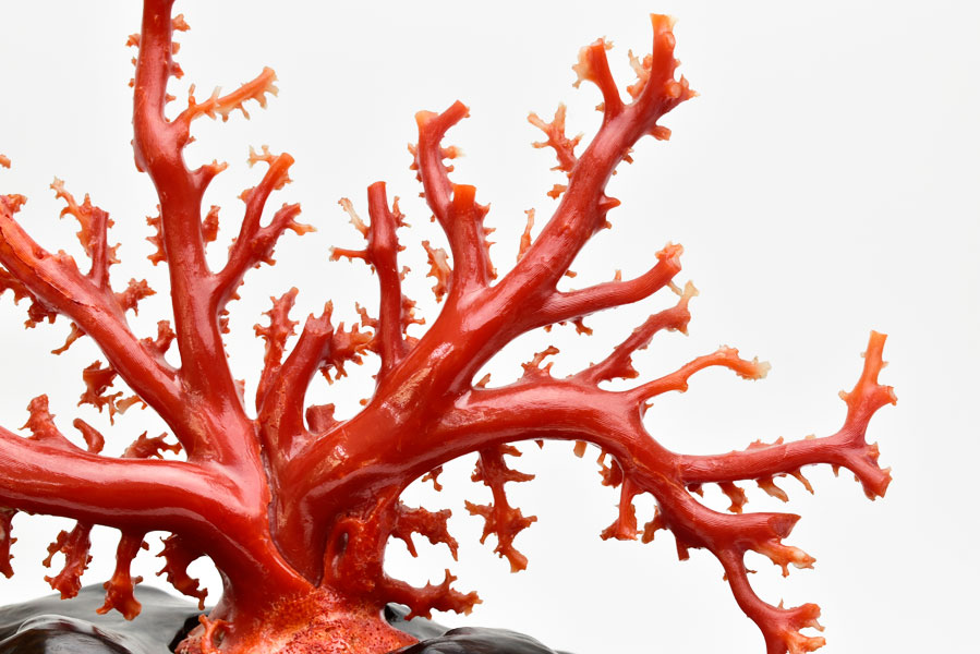 赤珊瑚　本珊瑚　血赤珊瑚　天然珊瑚　さんご　サンゴ　拝見　原木　天然石　パワーストーン