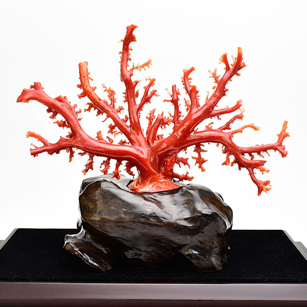 赤珊瑚原木