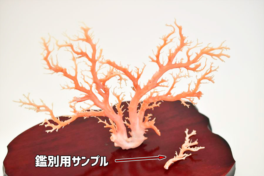 天然 ピンク珊瑚 原木 拝見 置物【日本近海産】【約438g(台座含む 