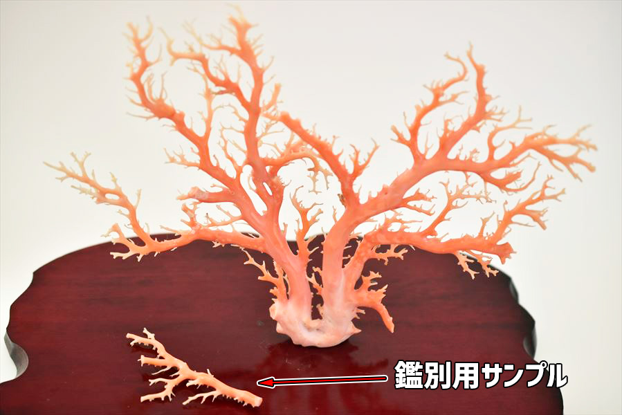 天然 ピンク珊瑚 原木 拝見 置物【日本近海産】【約438g(台座含む ...