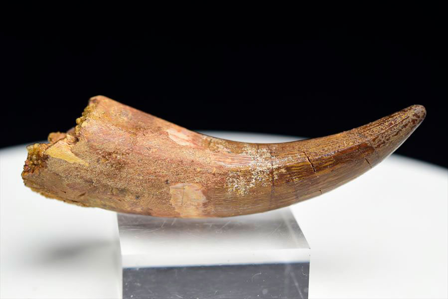 スピノサウルス　歯　牙　化石　原石　モロッコ　spinosaurus teeth　天然石　パワーストーン