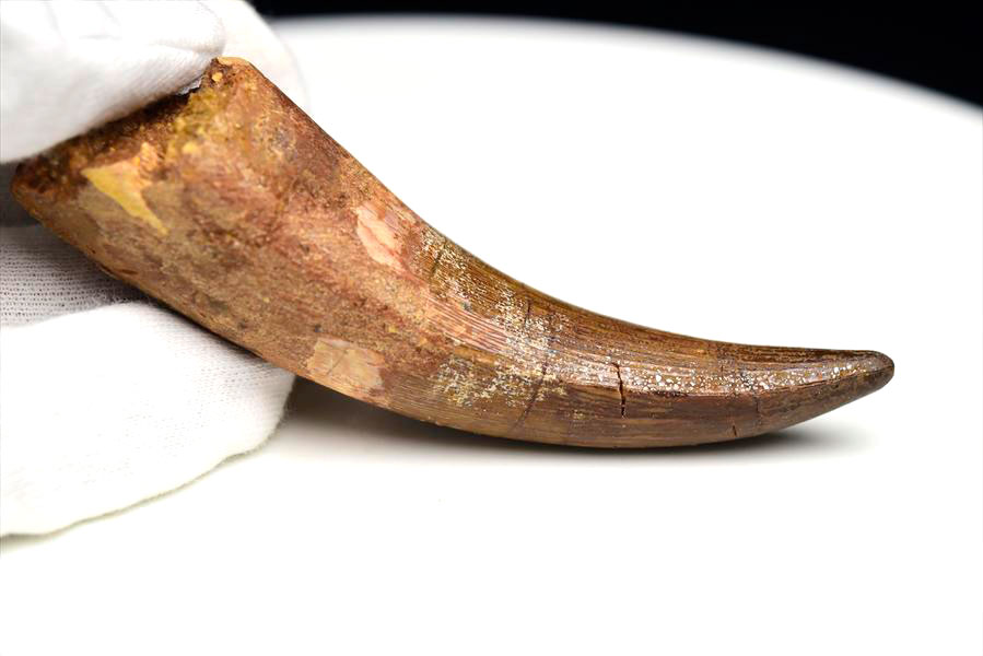 スピノサウルス　歯　牙　化石　原石　モロッコ　spinosaurus teeth　天然石　パワーストーン