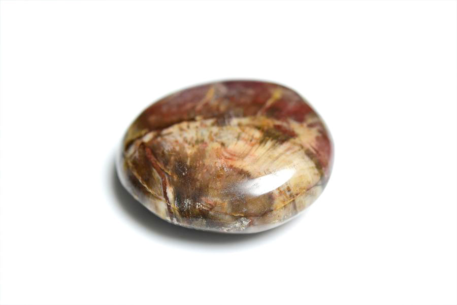 ペトリファイドウッド パームストーン｜タンブル｜珪化木｜マーブル