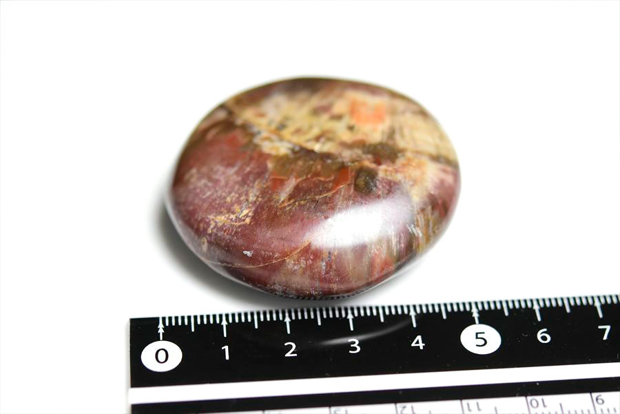 ペトリファイドウッド パームストーン｜タンブル｜珪化木｜マーブル