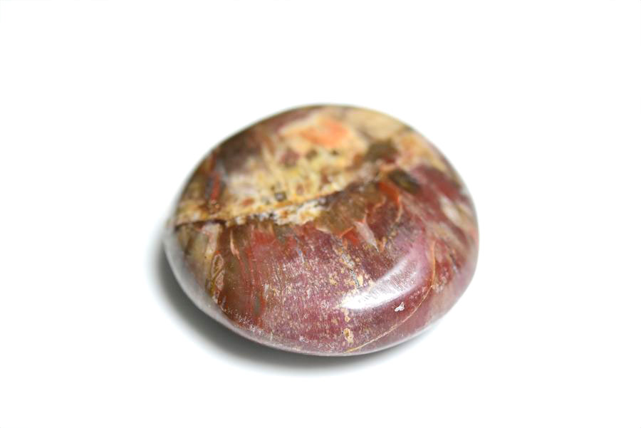 ペトリファイドウッド パームストーン｜タンブル｜珪化木｜マーブル