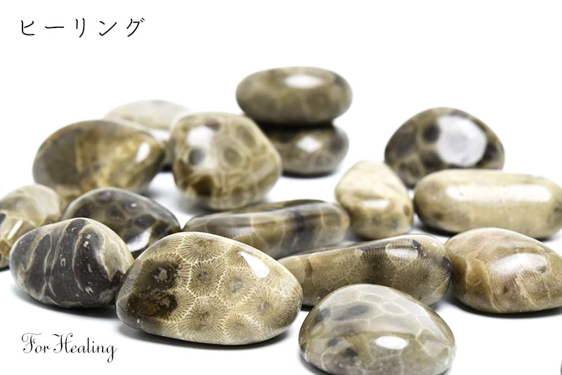 ペトスキーストーン　petoskey stone　ミシガン　オバマ大統領　珊瑚の化石　フォッシルコーラル　天然石　パワーストーン