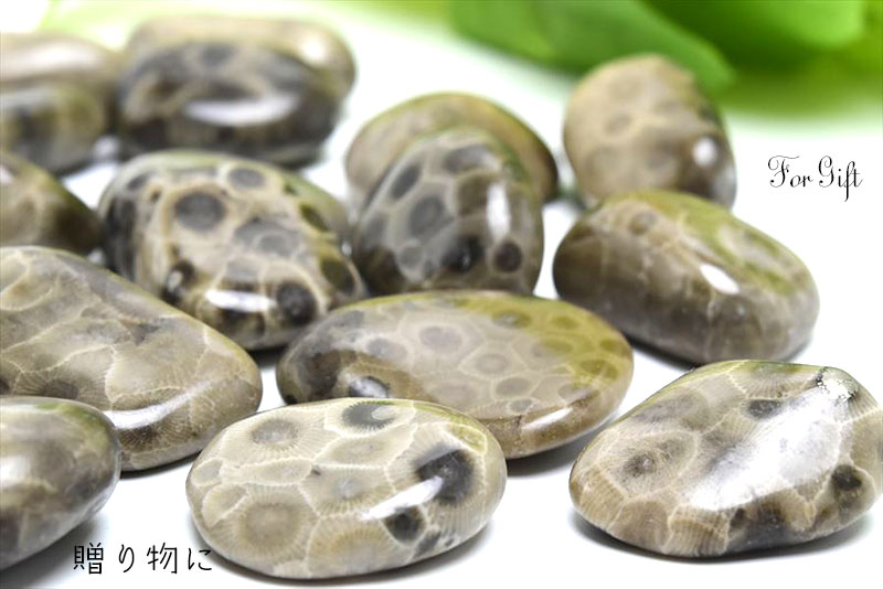 ペトスキーストーン　petoskey stone　ミシガン州　珊瑚の化石　フォッシルコーラル　天然石　パワーストーン