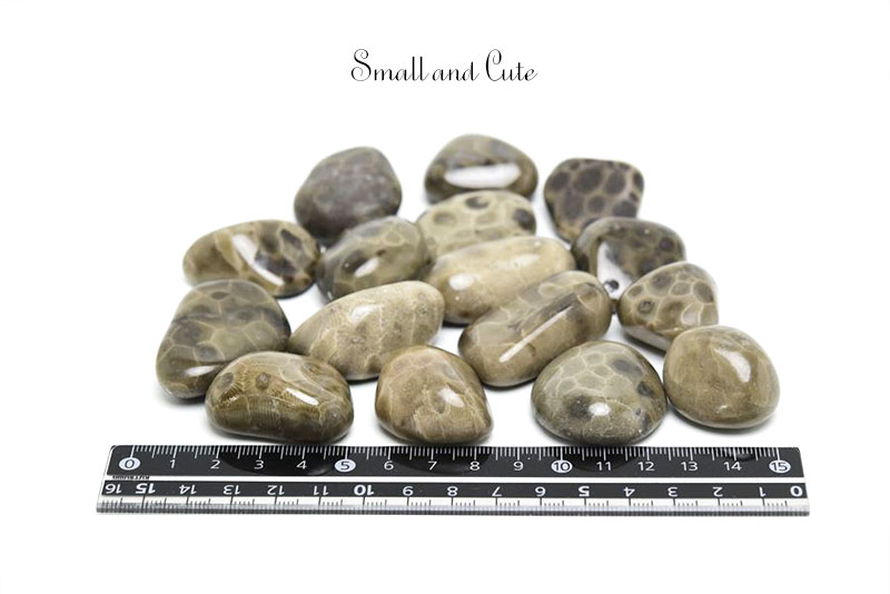 ペトスキーストーン　petoskey stone　ミシガン州　珊瑚の化石　フォッシルコーラル　天然石　パワーストーン