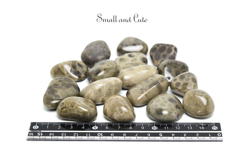 ペトスキーストーン　petoskey stone　ミシガン　オバマ大統領　珊瑚の化石　フォッシルコーラル　天然石　パワーストーン