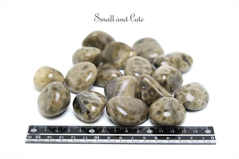 ペトスキーストーン　petoskey stone　ミシガン州　珊瑚の化石　フォッシルコーラル　天然石　パワーストーン