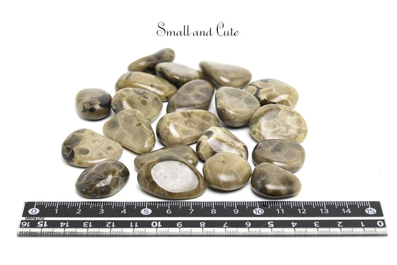 ペトスキーストーン　petoskey stone　ミシガン州　珊瑚の化石　フォッシルコーラル　天然石　パワーストーン