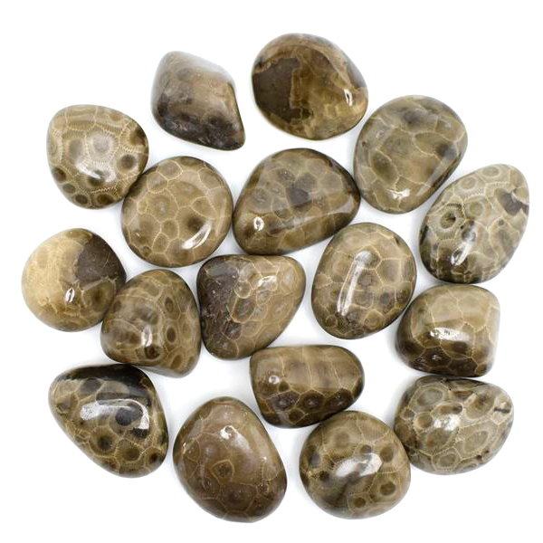 ペトスキーストーン　petoskey stone　ミシガン州　珊瑚の化石　フォッシルコーラル　天然石　パワーストーン