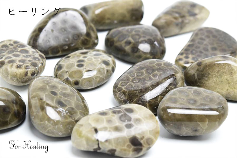 ペトスキーストーン　petoskey stone　ミシガン州　珊瑚の化石　フォッシルコーラル　天然石　パワーストーン