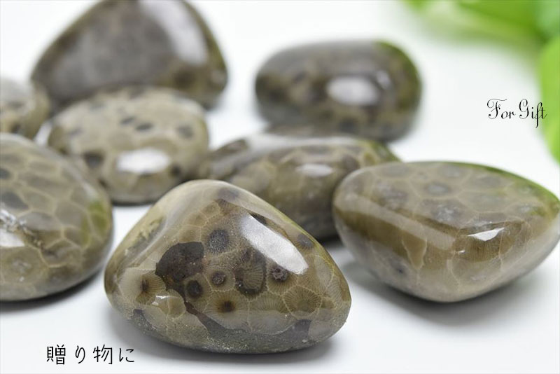 ペトスキーストーン　petoskey stone　ミシガン州　珊瑚の化石　フォッシルコーラル　天然石　パワーストーン