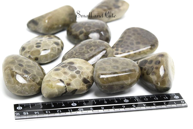 ペトスキーストーン　petoskey stone　ミシガン州　珊瑚の化石　フォッシルコーラル　天然石　パワーストーン