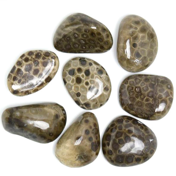 ペトスキーストーン　petoskey stone　ミシガン州　珊瑚の化石　フォッシルコーラル　天然石　パワーストーン