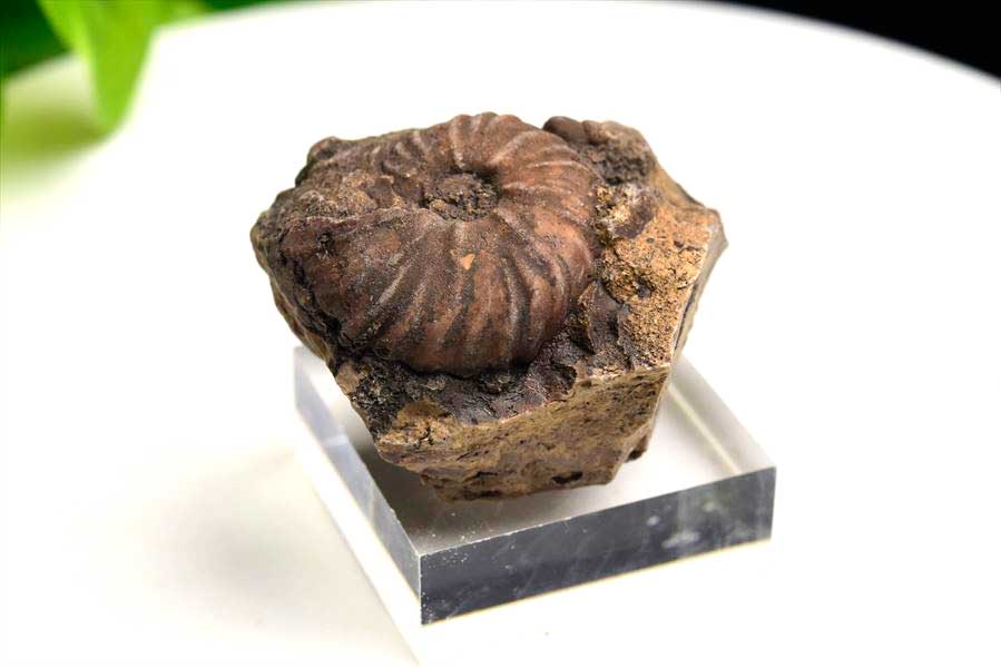モロッコ産アンモナイト 化石｜瑪瑙化（メノウ化）｜非研磨｜ammonite