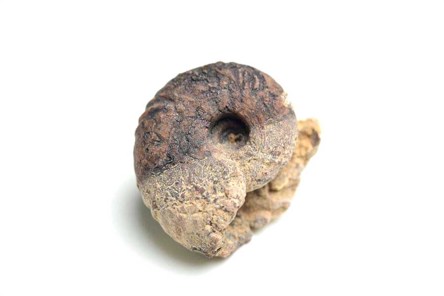 モロッコ産アンモナイト 化石｜瑪瑙化（メノウ化）｜非研磨｜ammonite