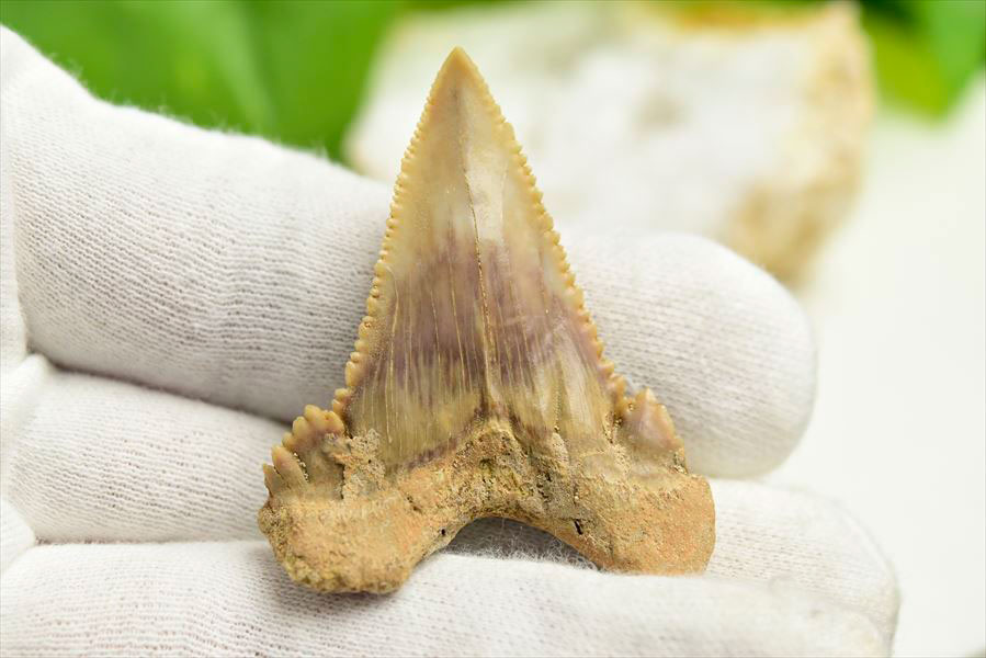 ホホジロザメ　歯　牙　サメの歯　化石　原石　モロッコ　Carcharodon carcharias tooth　天然石　パワーストーン